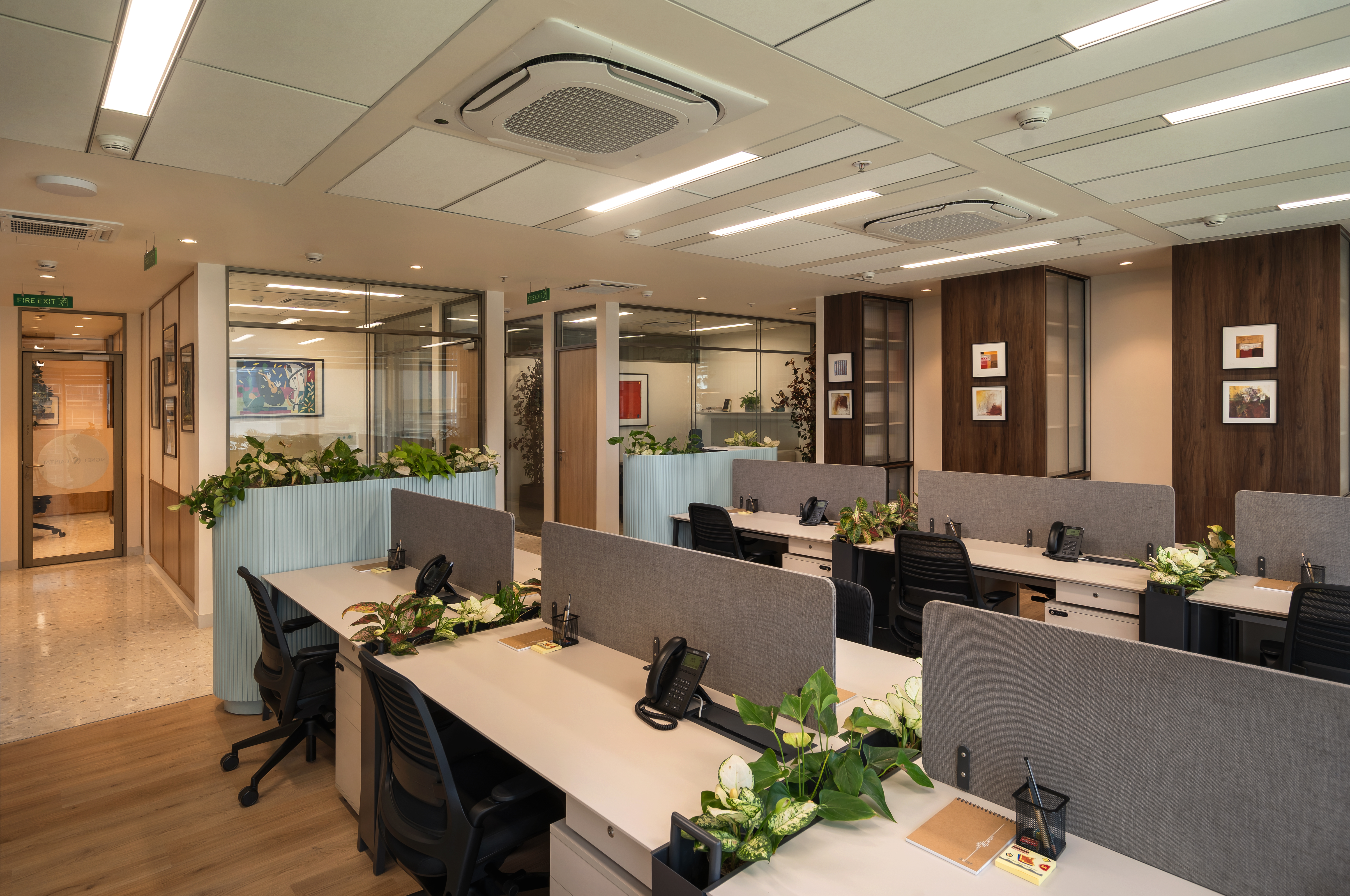 Dextrus BKC